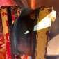 BITELLI BORA C80 used used