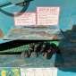 POWERSCREEN WARRIOR 1800 gebraucht gebraucht