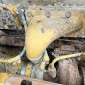 CATERPILLAR D6M LGP d'occasion d'occasion