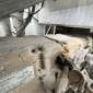 METSO LOKOTRACK LT 1315 gebraucht gebraucht