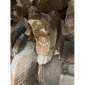  FORESTIER M700-2500 usadas usadas